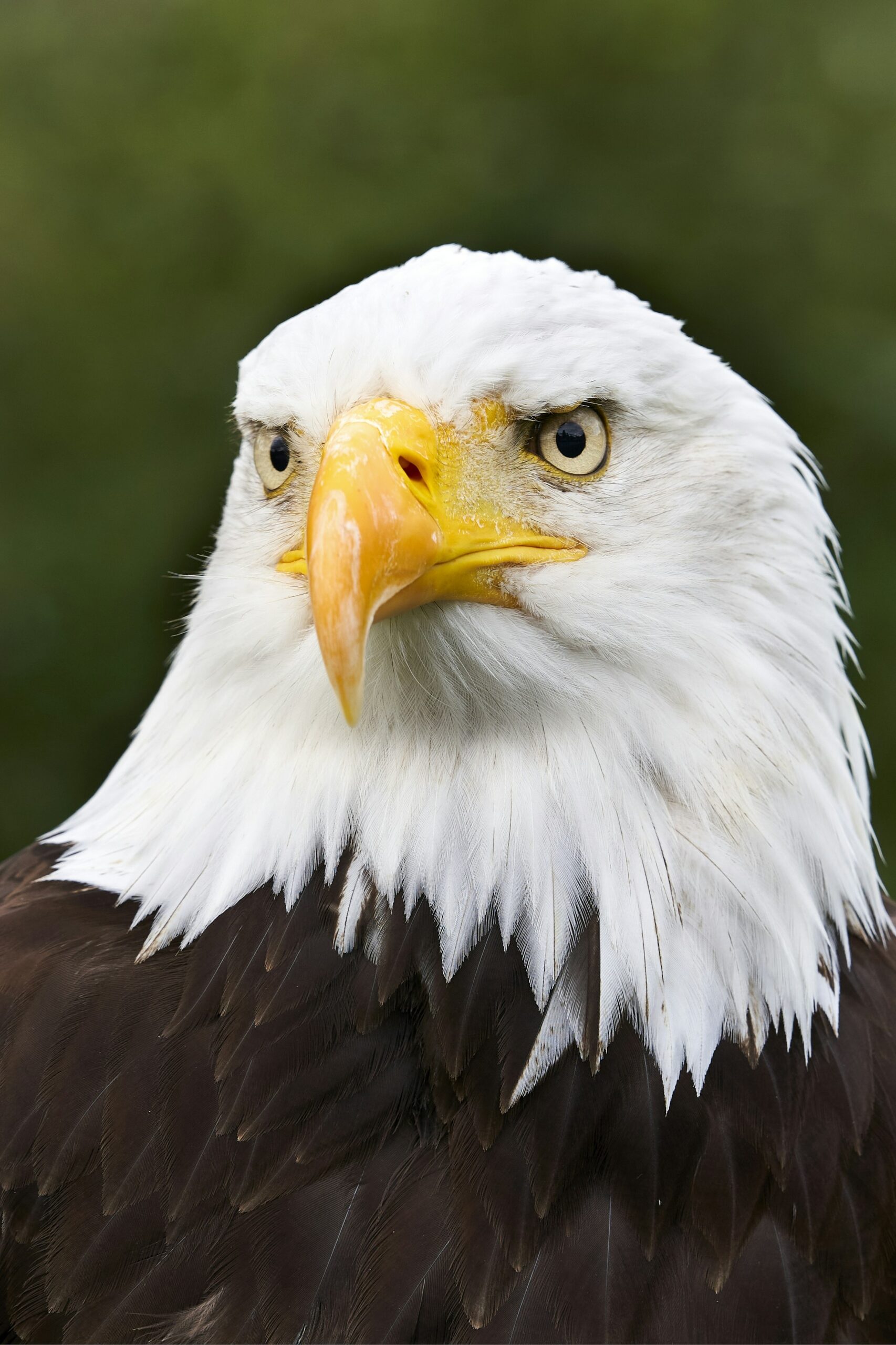 500 Bald Eagle Pictures HD Download Free Images On Unsplash