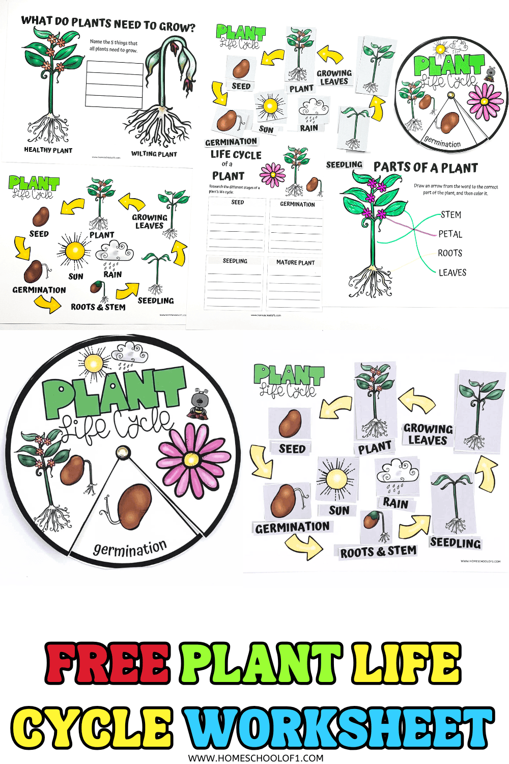 Free Plant Life Cycle Worksheet For Kids