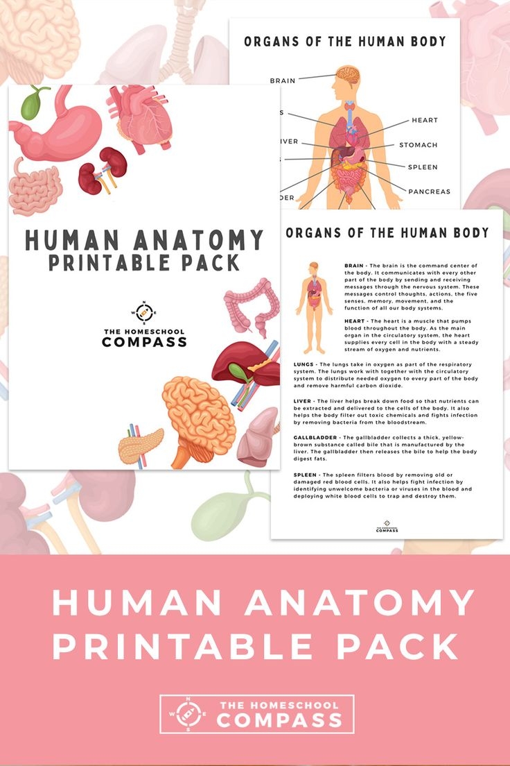 Human Anatomy Printable Sheets