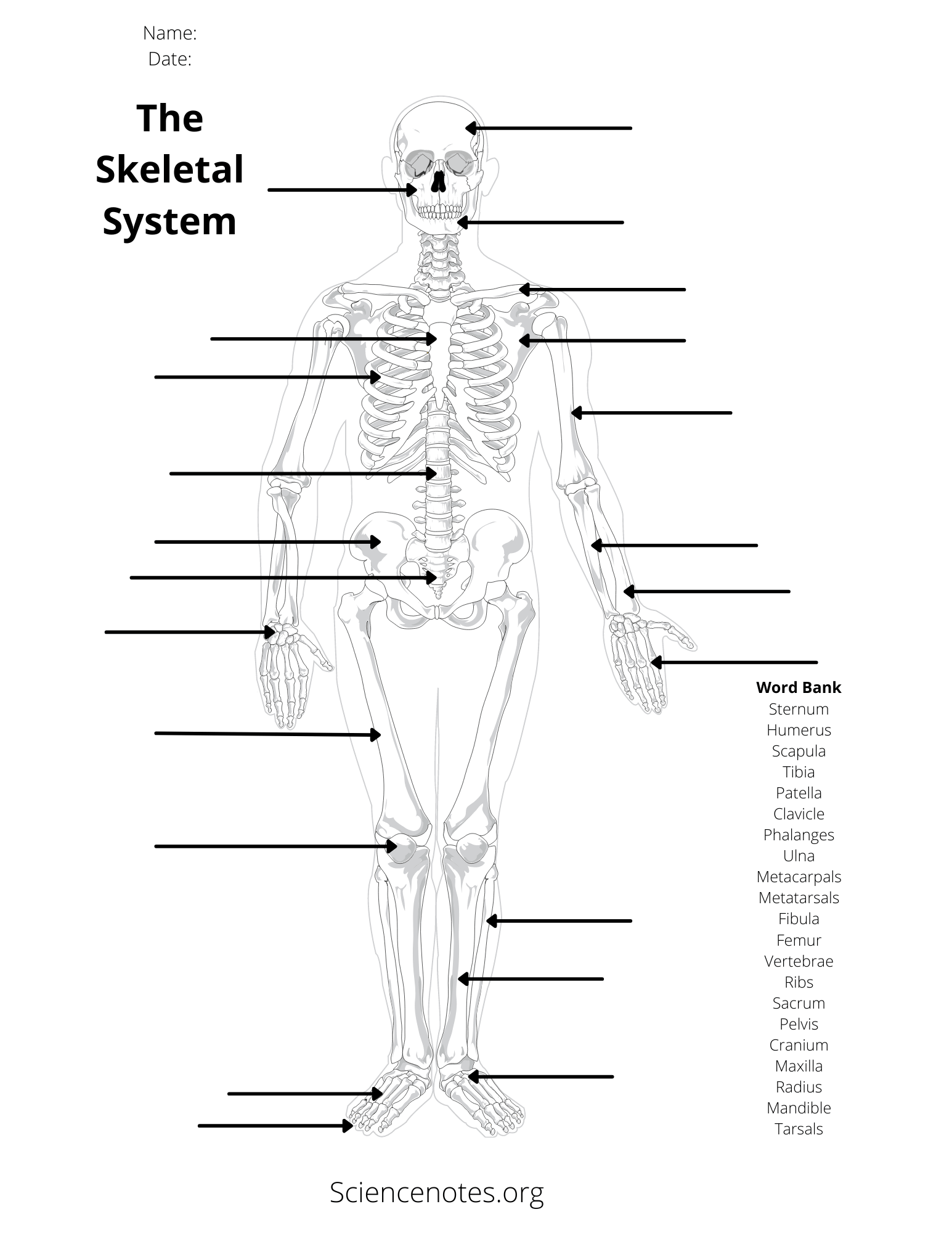 Free Printable Body Parts Of Human Worksheet Kiddoworksheets 