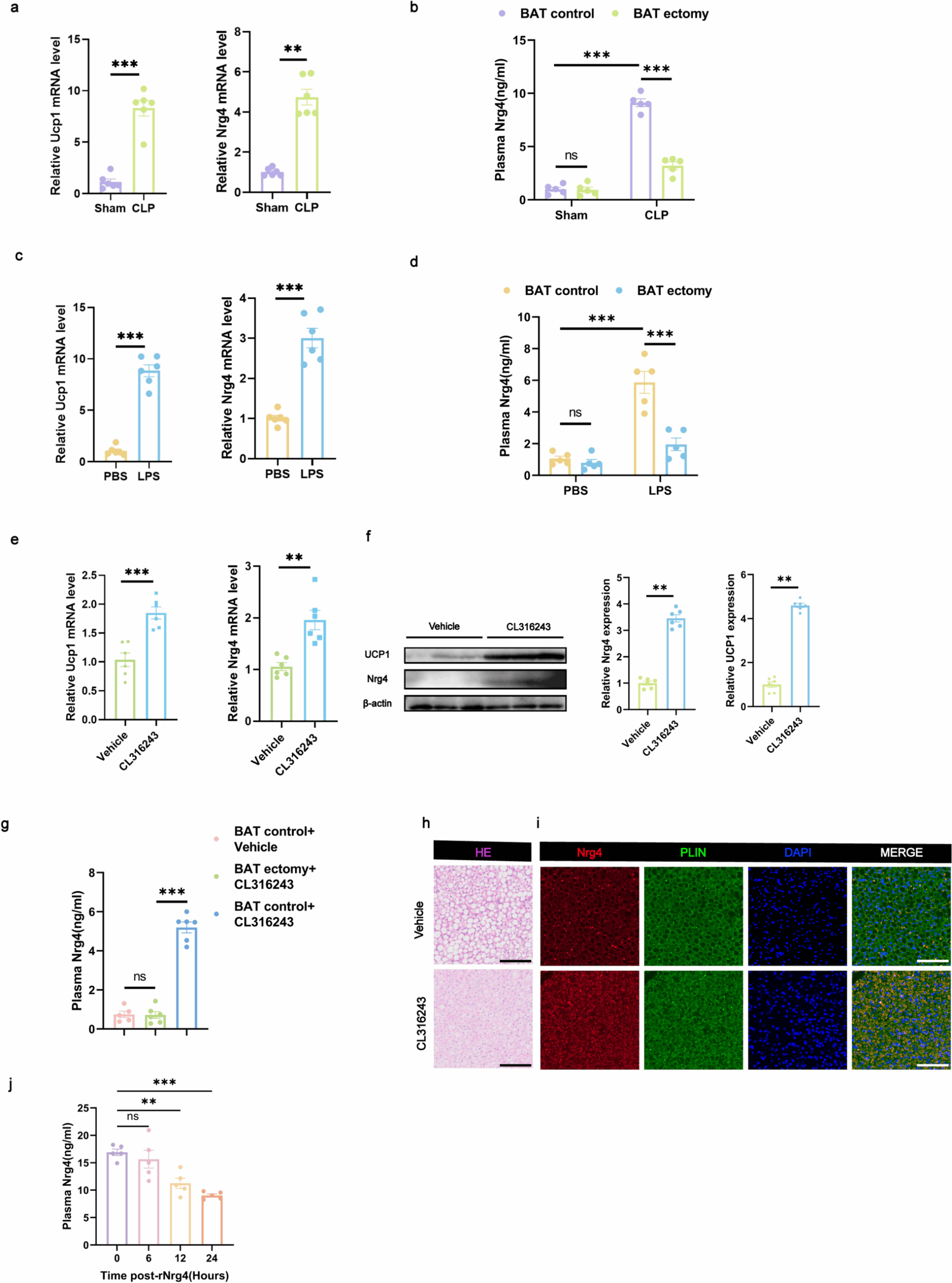 Nrg4 Secreted By Brown Adipose Tissue Suppresses Ferroptosis Of 