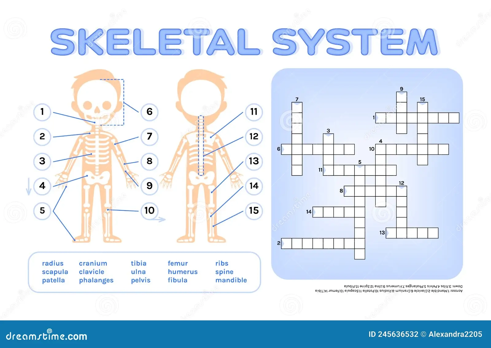 Free Printable Skeleton Crossword Puzzles