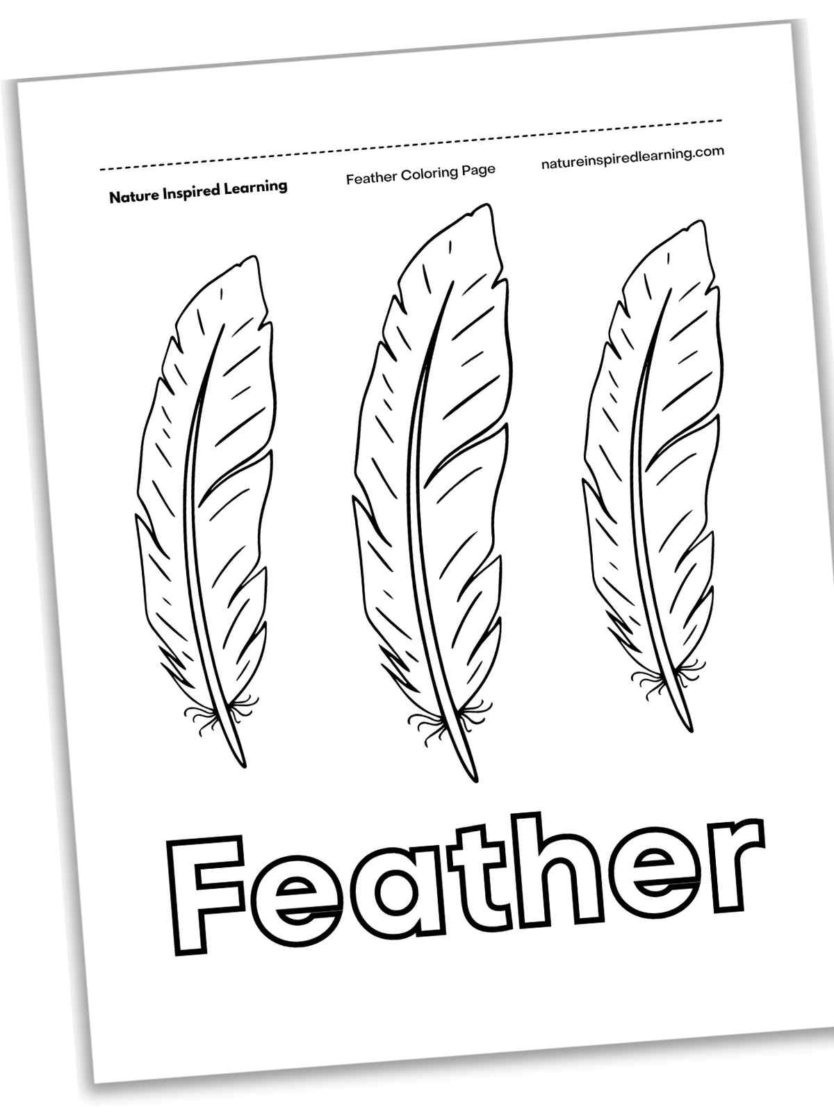 Feather Coloring Pages Nature Inspired Learning