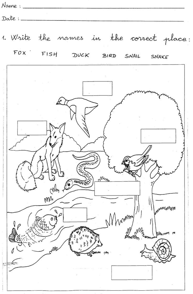Science Printable Worksheets