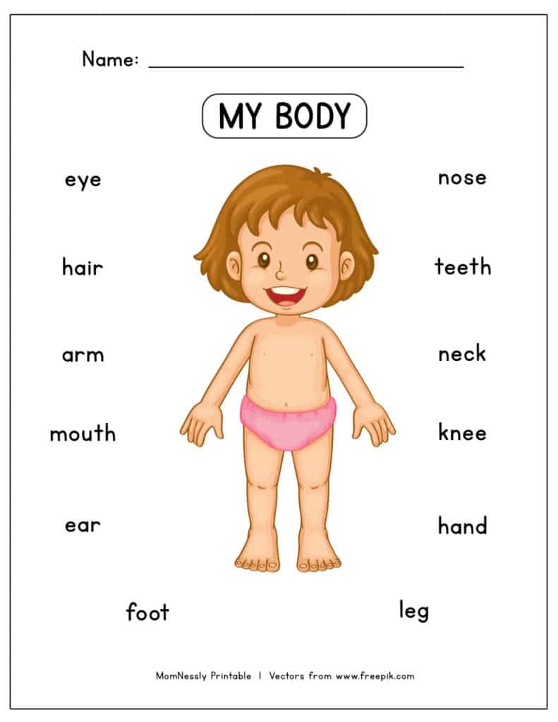 Free Printable Human Body Worksheets For Kids