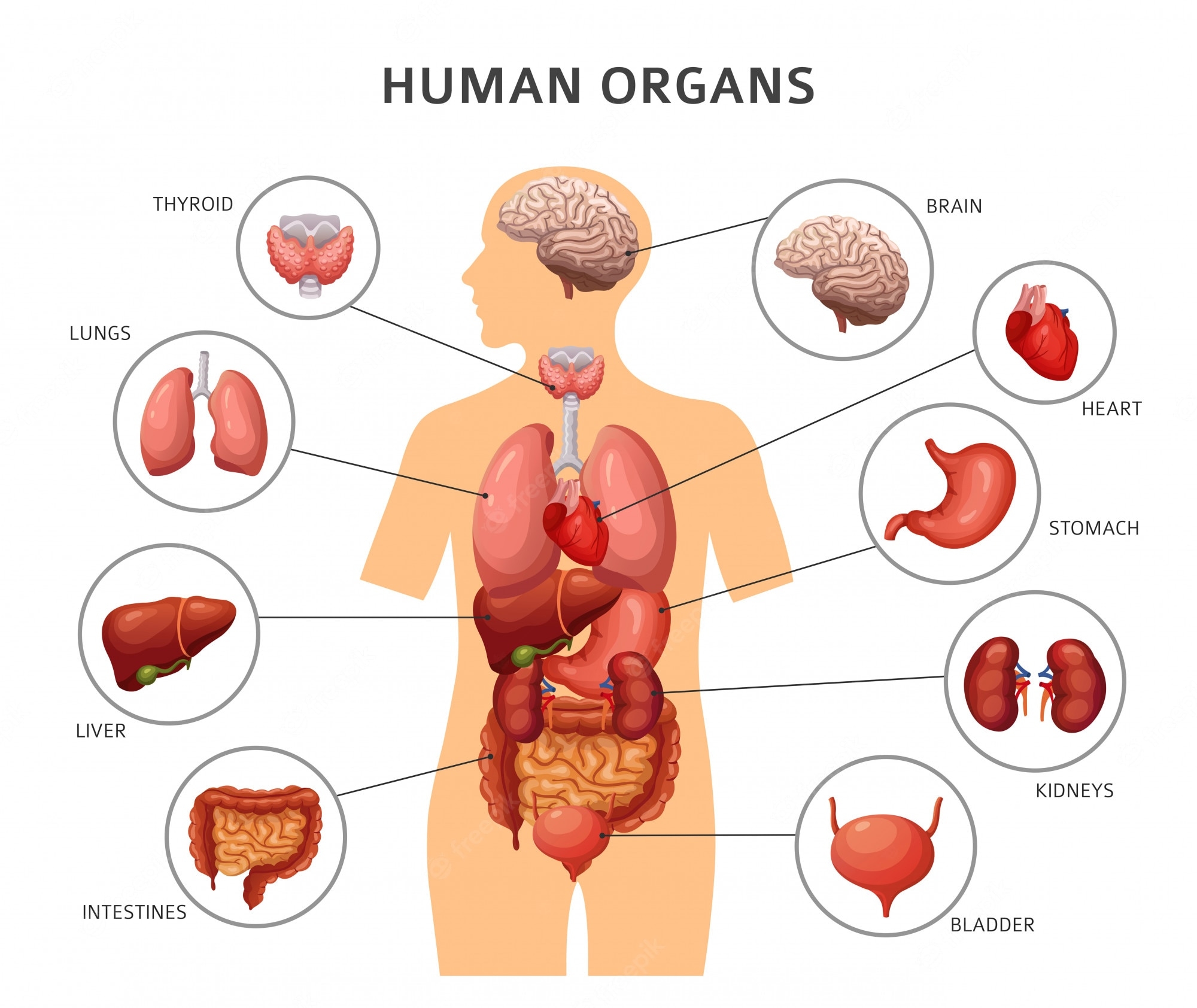 Free Printable Anatomy Quizzes