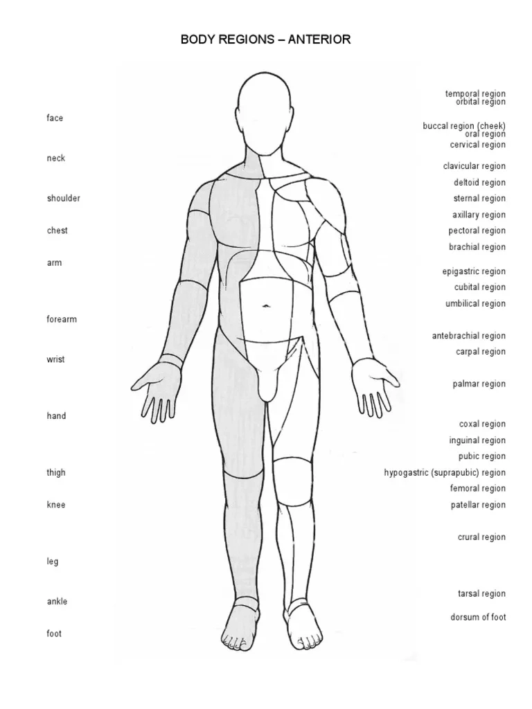Handout 1 Body Regions PDF Joints Animal Anatomy