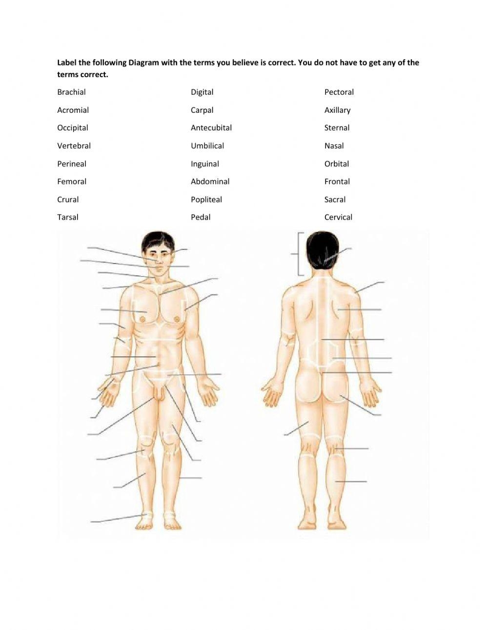 Label Parts Of The Body Worksheet Worksheets Library