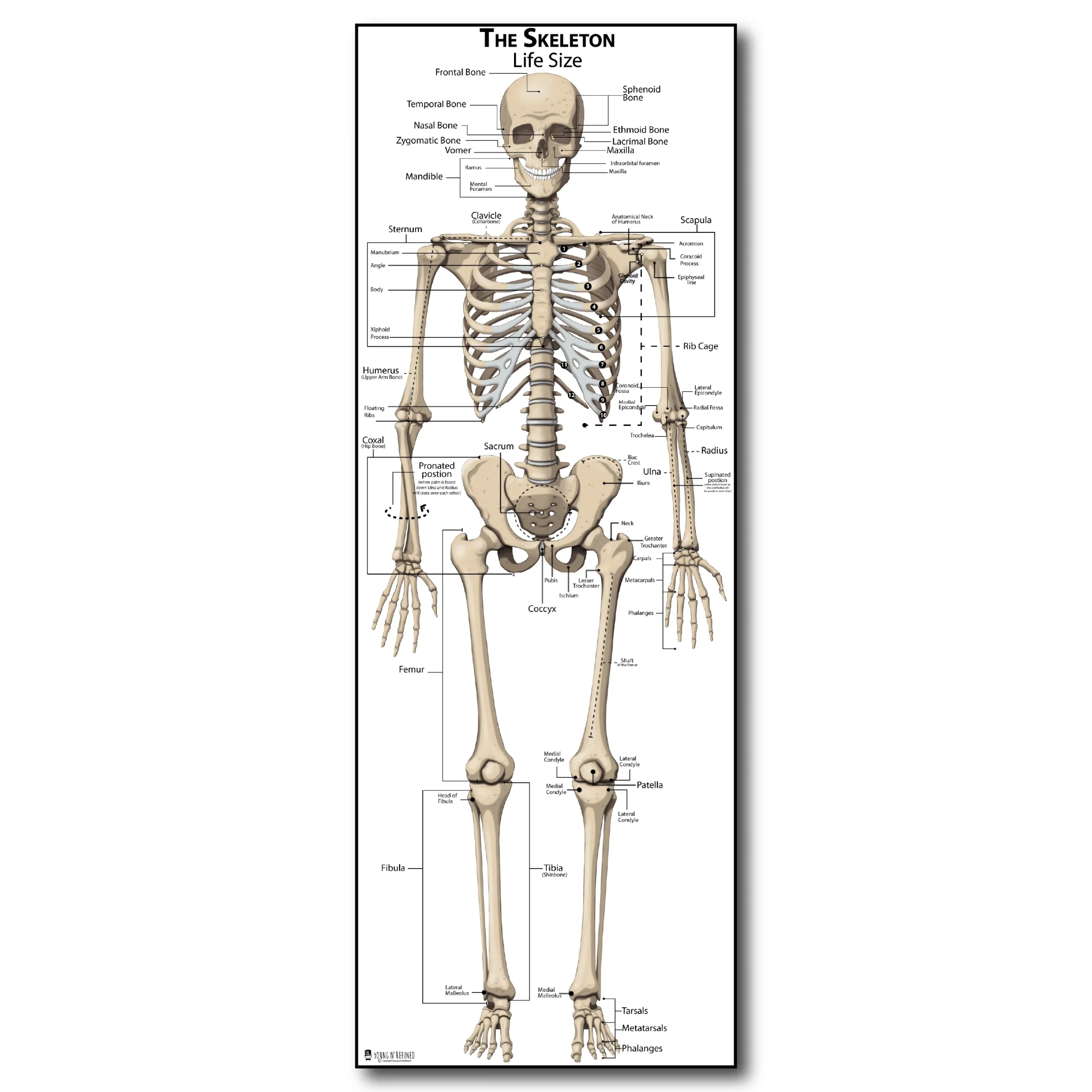 Full Size Human Skeleton Printable