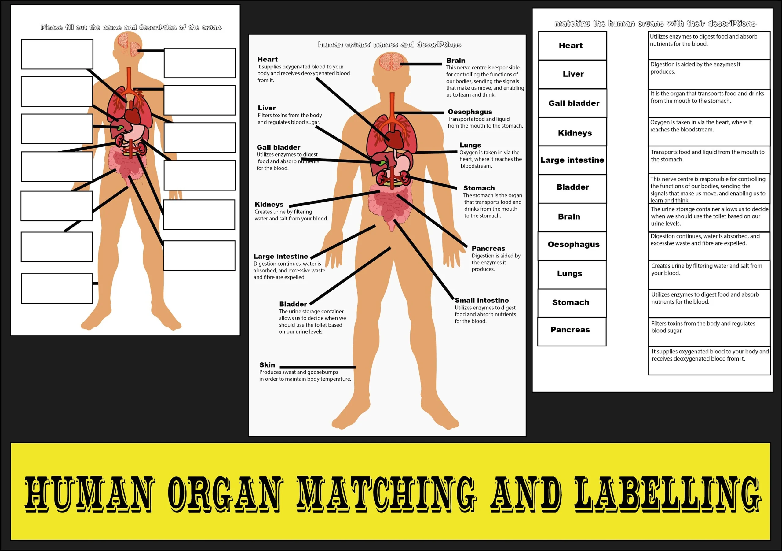 Printable Body Regions Labeling Worksheet
