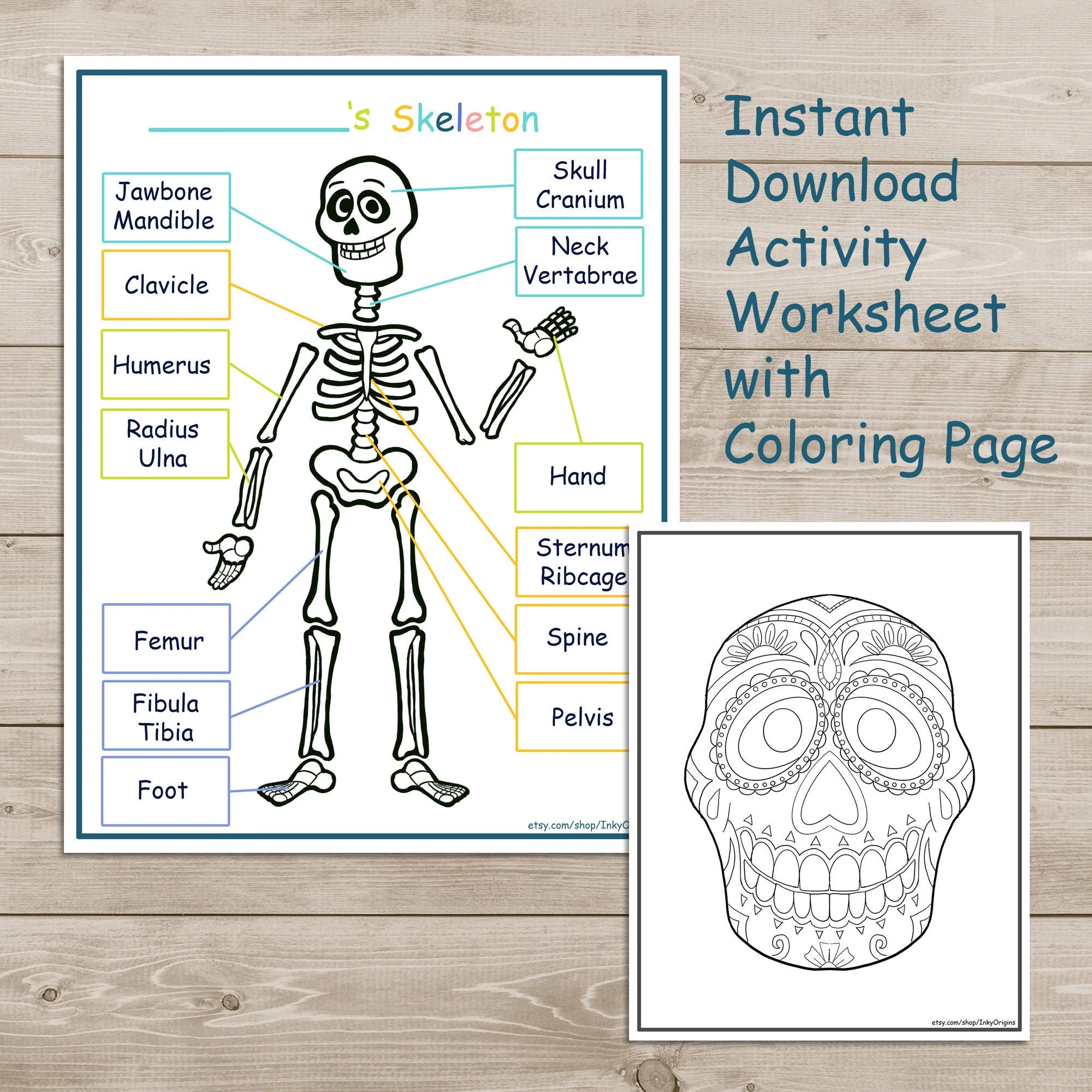 Skeleton Worksheets Printable