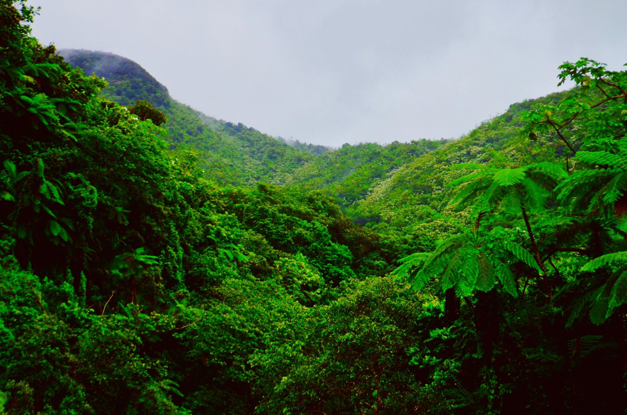 Rainforest Photos Download The BEST Free Rainforest Stock Photos 