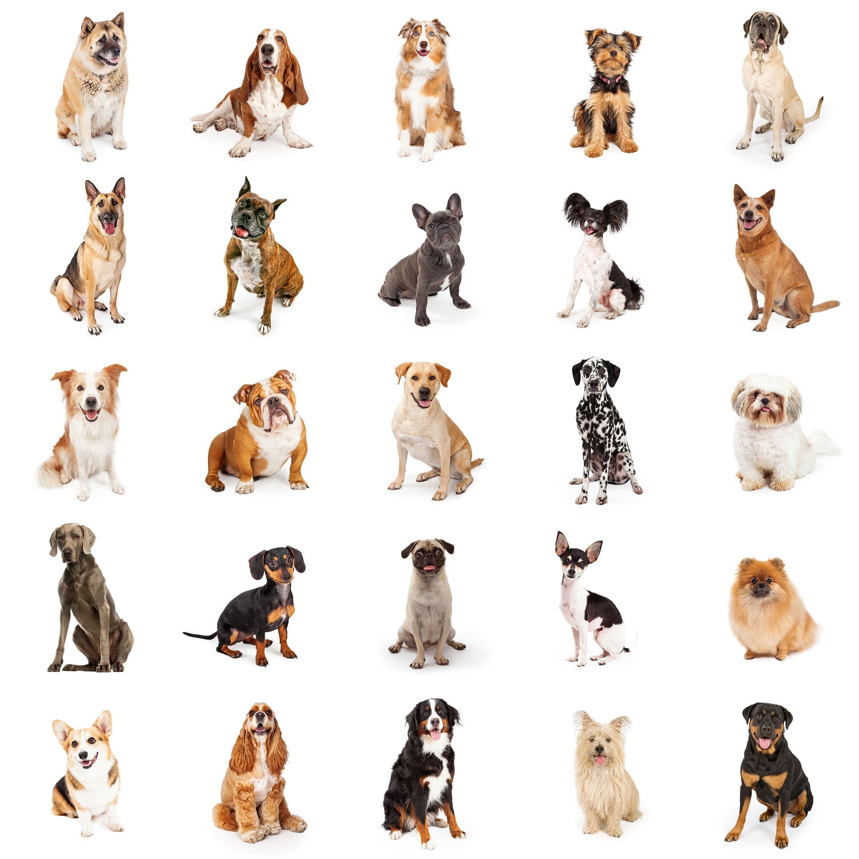 Shop Dog Breed Matcher Quiz Free Shipping