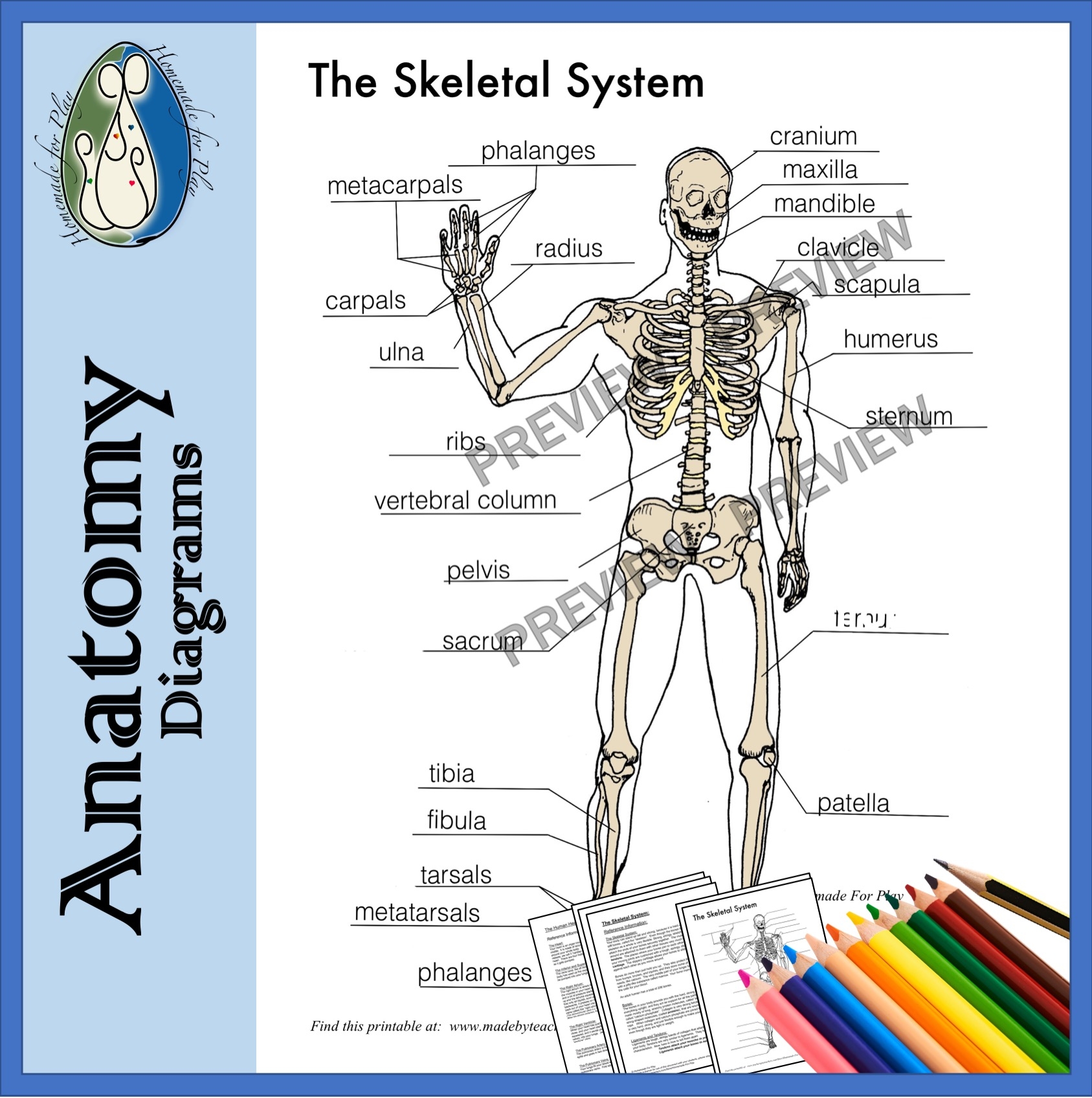 Free Printable Human Skeleton Labeled