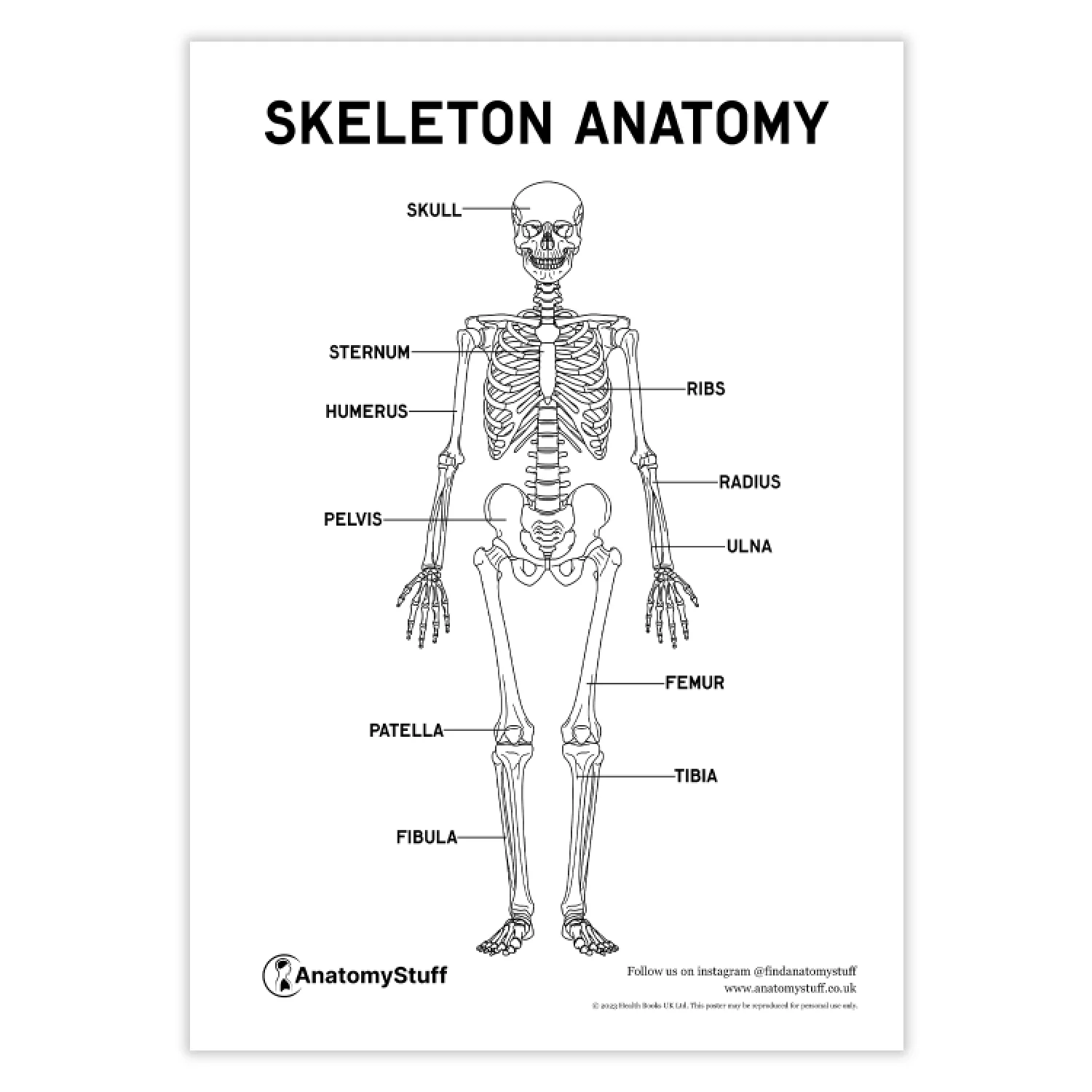 Skeleton Anatomy Poster PDF Digital Download AnatomyStuff
