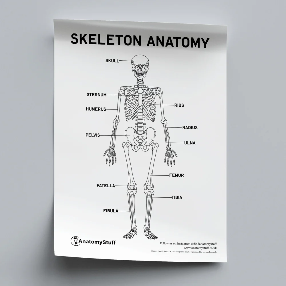 Skeleton Anatomy Poster PDF Digital Download AnatomyStuff