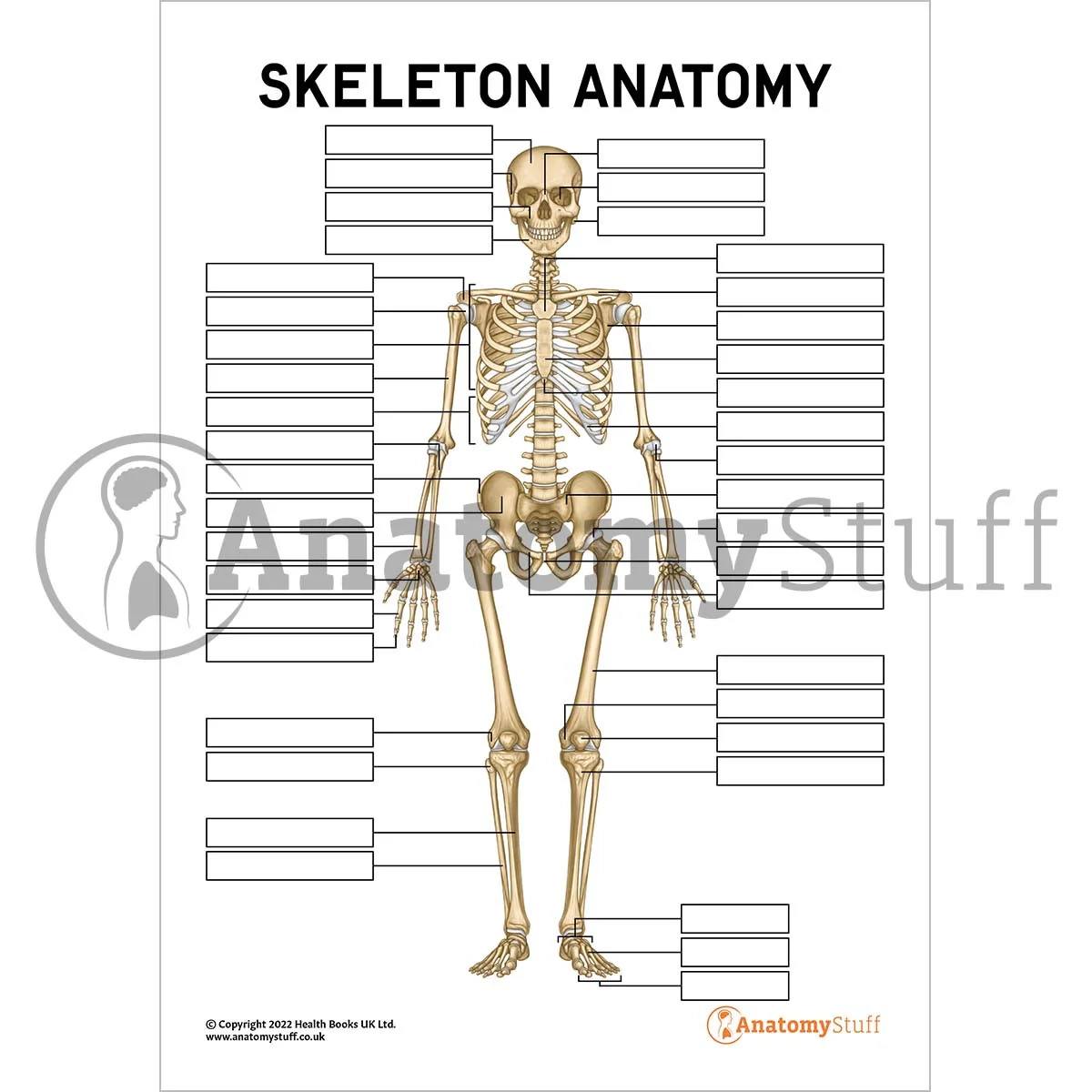 Printable Human Skeleton Diagram Pdf